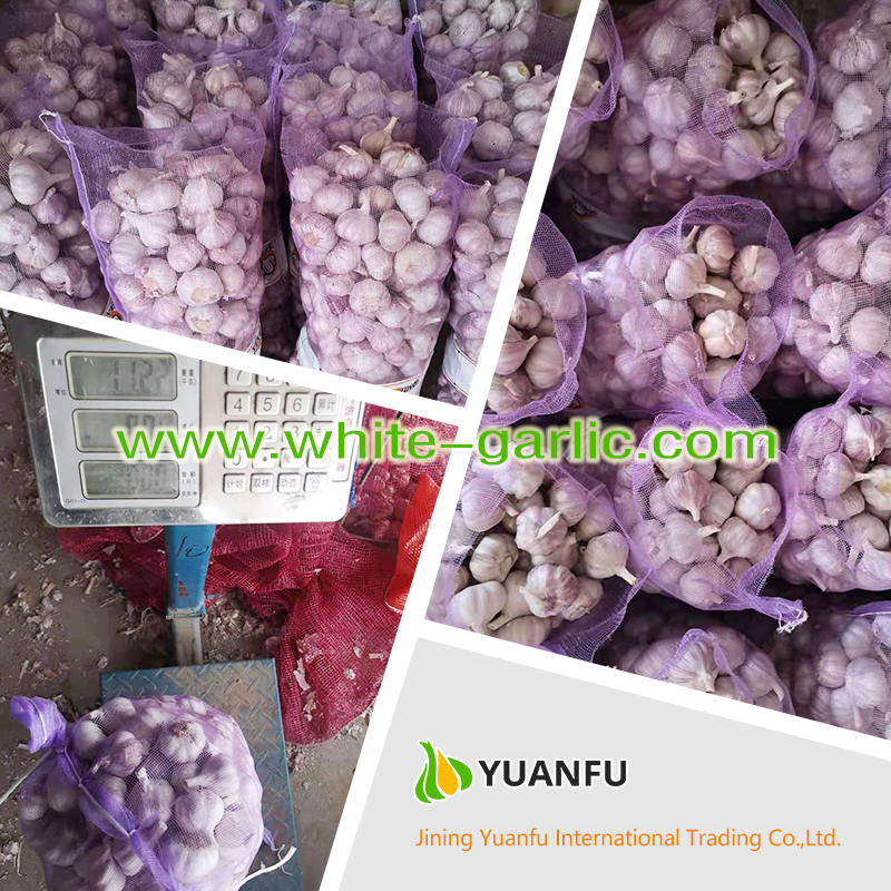 garlic sellers garlic sellers